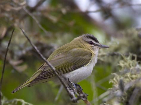 Viréo Aux Yeux Rouges Red Eyed Vireo Photo Pierre Martin Photos At