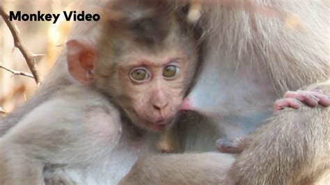 Cute Baby Monkeys Video Videos Youve Never Seen Before Monkeys Video