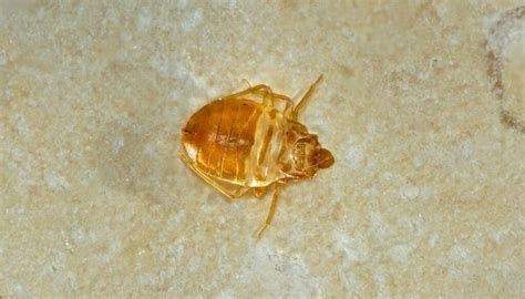 5 Alarming Signs Of Bed Bugs In Carpets You Cant Ignore