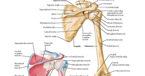 Humerus And Scapula Posterior Views Anatomy Superior Scapular