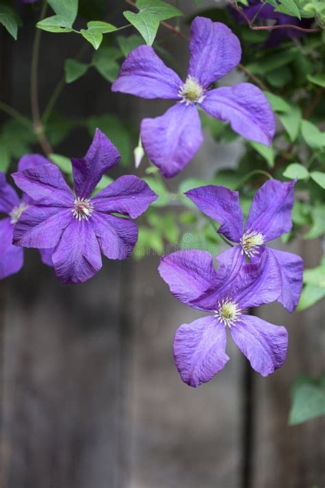 Lovely Purple Clematis Flower Vines Stock Photo Image Of Clematis