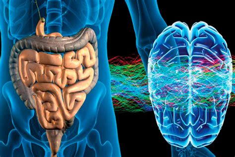 From Gut Dysbiosis To Altered Brain Function And Mental Illness