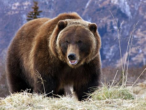 67 Grizzly Bear Wallpaper Wallpapersafari