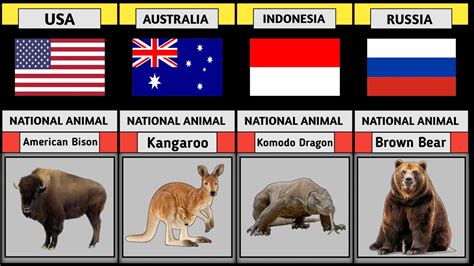 National Animals Of Different Countries Youtube