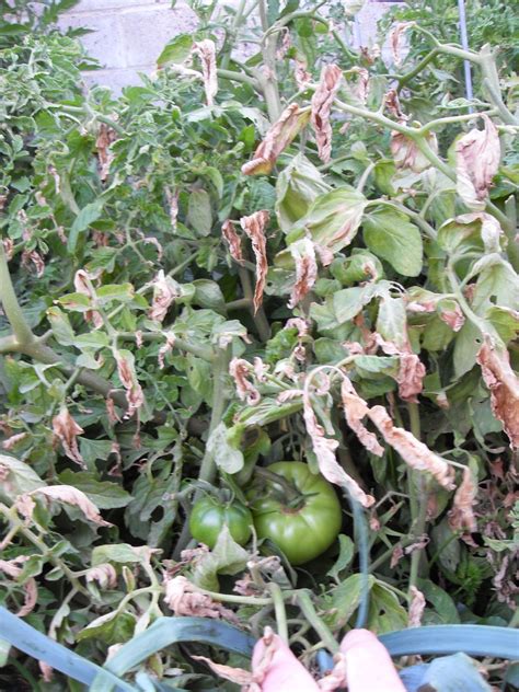 Verticillium wilt is easily confused with fusarium wilt, but has not yet been reported in oklahoma. The Scientific Gardener: Some thoughts about Tomato Diseases