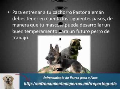 Tipos de suministros para entrenamiento de perros. Entrenamiento Basico de Perros Cachorros Pastor Alemán ...
