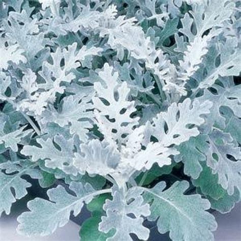 Buy Dusty Miller Plant Online At Cheap Price