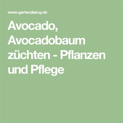 Der anbau von avocados war in letzter zeit sehr beliebt. Avocado, Avocadobaum züchten - Pflanzen und Pflege ...