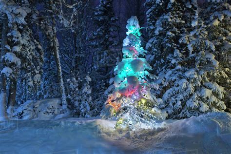 Snow Covered Lit Christmas Tree On The Edge Of A Forest At Dusk