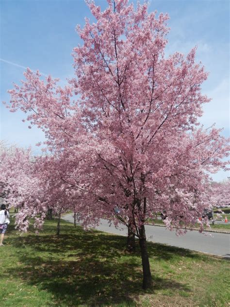 These watercolour prints are inspired by the japanese cherry blossom trees in washington dc. Newark Cherry Blossom Festival and Vegan Meals - Vegan ...