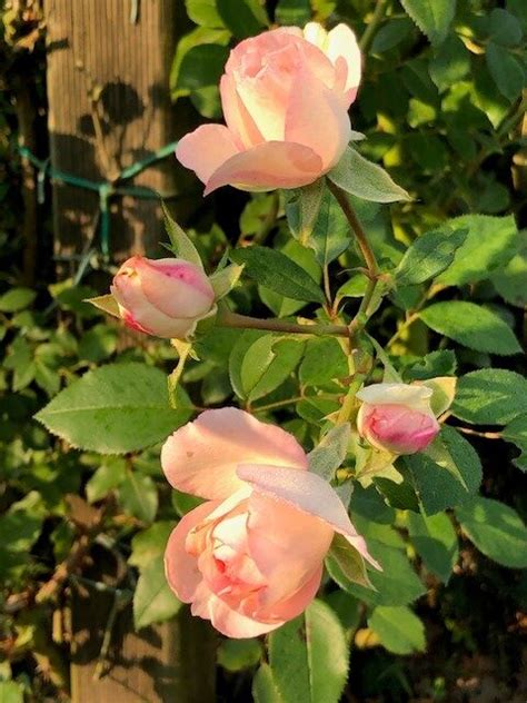 Mini Eden Rose Klimrozen Rosarium Lottum