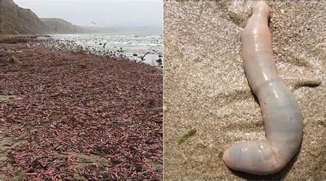 Unusual Phallic Shaped Marine Creature Washed Up On California Shores
