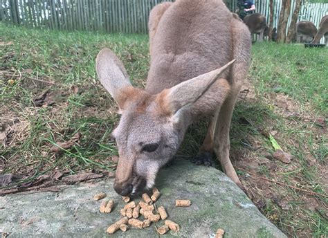 Kangaroo Kickabout Home To 10 New Joeys At Nashville Zoo Wkrn News 2