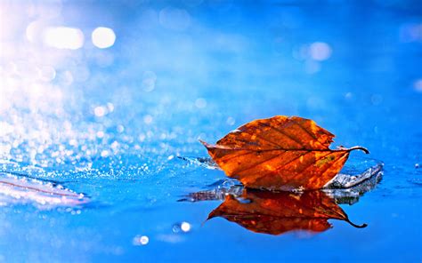 Fall Leaf Water Wallpaper