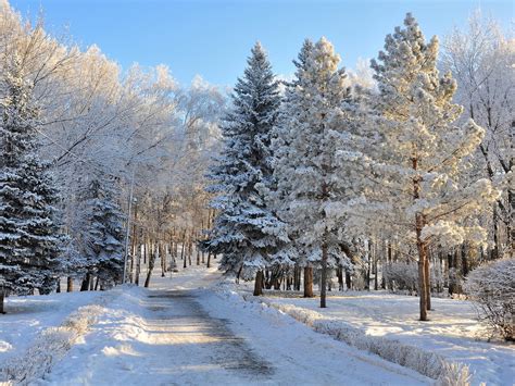 Abetos Arboles Nieve Invierno Naturaleza Wallpapers Hd Desktop