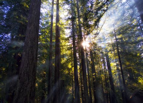 Redwoods Santa Cruz A Passion And A Passport