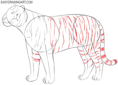 Share 80 Tiger Easy Sketch Super Hot Ineteachers