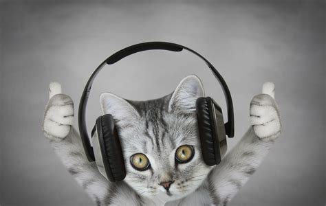 Why Do Some Cats Love Music Petsoid