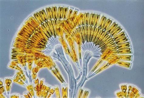 This Golden Fan Shaped Creature Is Actually A Colony Of Diatoms Which
