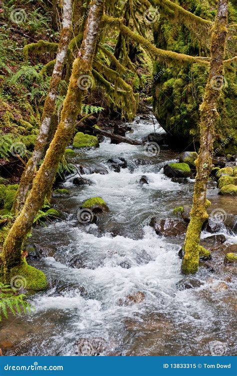 River Through Mossy Woods Stock Image Image Of Woods 13833315