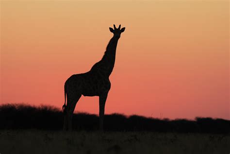 Giraffe Pink Sunset Wonder High Quality Animal Stock Photos