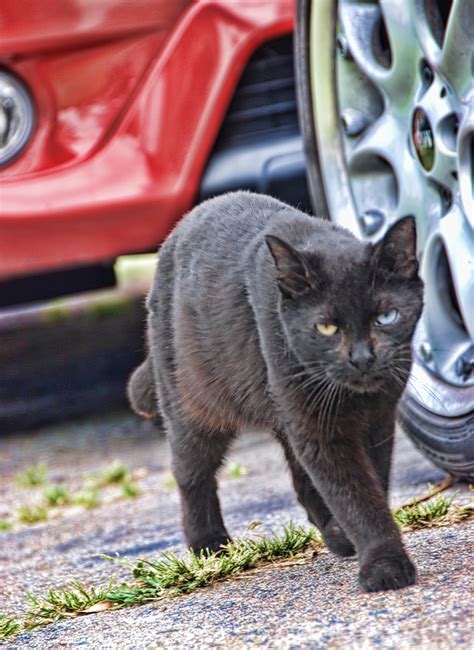 Odd Eyed Black Cat Chris Yarzab Flickr