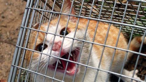 Save Our Species Feral Cats Sniffed Out To Stop Preying On Endangered