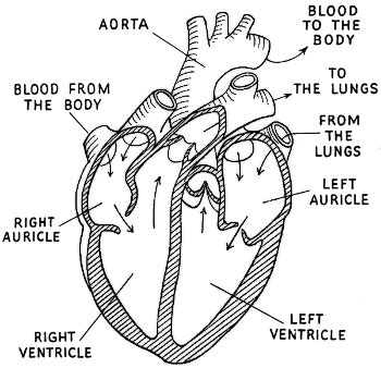 Torso of a beautiful girl. Circulatory System