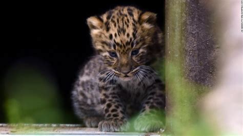 Rare Amur Leopards Born At British Zoo