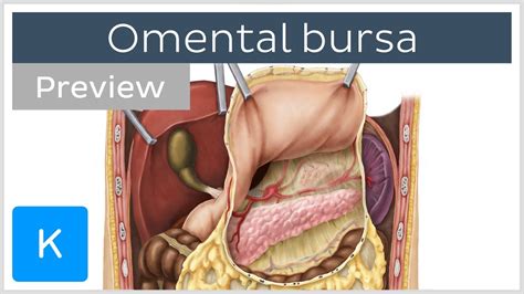 The lesser sac (also known as the omental bursa) is smaller and lies posterior to the stomach and lesser omentum. Omental bursa: lesser sac, boundaries (preview) - Human ...