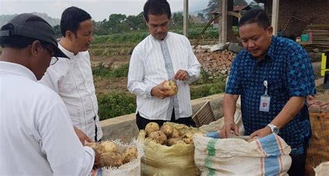 Gian melodi 03 september 2020. Tanam Ubi Jalar, Petani Karanganyar Layani Wisatawan dan ...