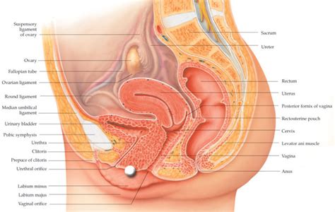 Womb / uterus the organ of a woman or other female mammal in which babies grow before they are born. science E-portfolio