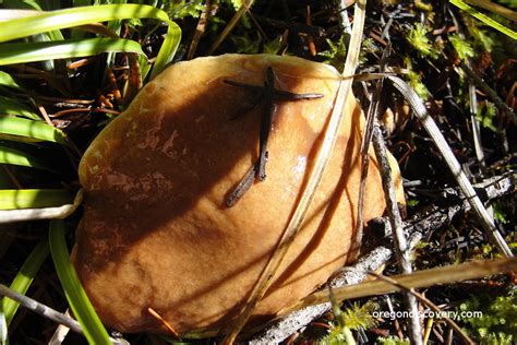 Wild Edible Mushroom Season In Oregon Oregon Discovery