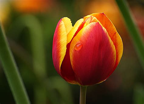 Tulip Flower Macro Royalty Free Stock Photo
