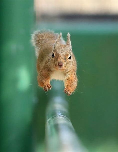 442 Best Oh Looksquirrel Images On Pinterest Animal Kingdom