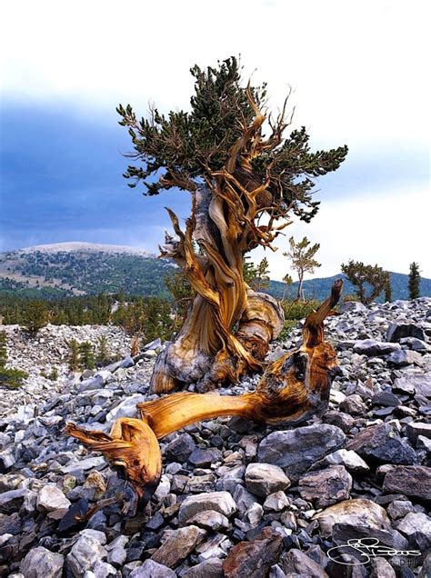Nevada State Tree Bristlecone Pine Weird Trees Nature Tree