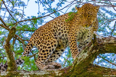 Africa Leopard In Tree Serengeti National Park Tanzania 2021 Steve