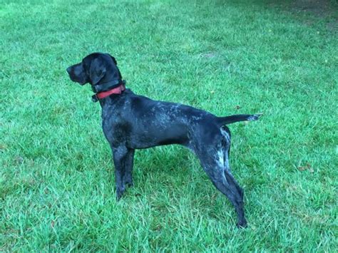 German shorthaired puppies for sale katiedoo2001. Male German Shorthaired Pointer Puppies available in Minneapolis, Minnesota - Puppies for Sale ...