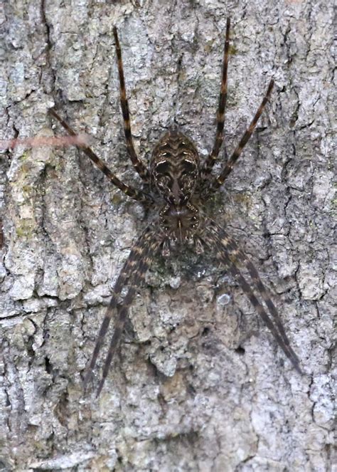 Fishing Spider Dolomedes Okefinokensis Durbin Preserve Flickr
