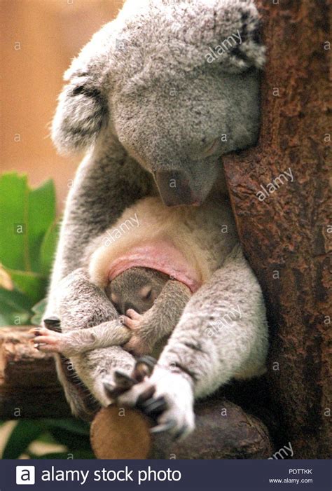 Koala Baby Pouch Photos And Koala Baby Pouch Images Alamy