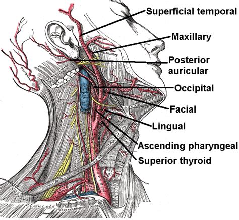 Arteries Of The Neck Carotid Artery Arteries Anatomy Arteries