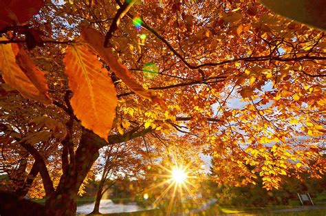 Fall Foliage 2014 Peak And Near Peak Colors Among Most Impressive In