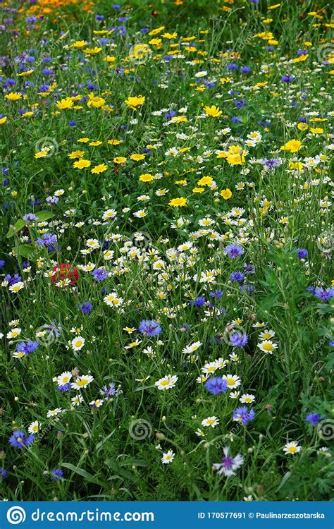 Wild Cornfield Mix Meadow Flowers Native Uk Varieties Stock Image