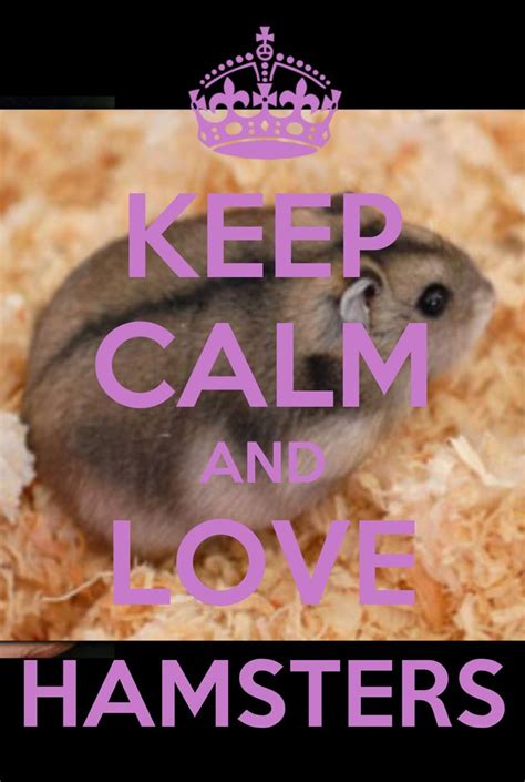 Love Hamsters Keep Calm Pinterest