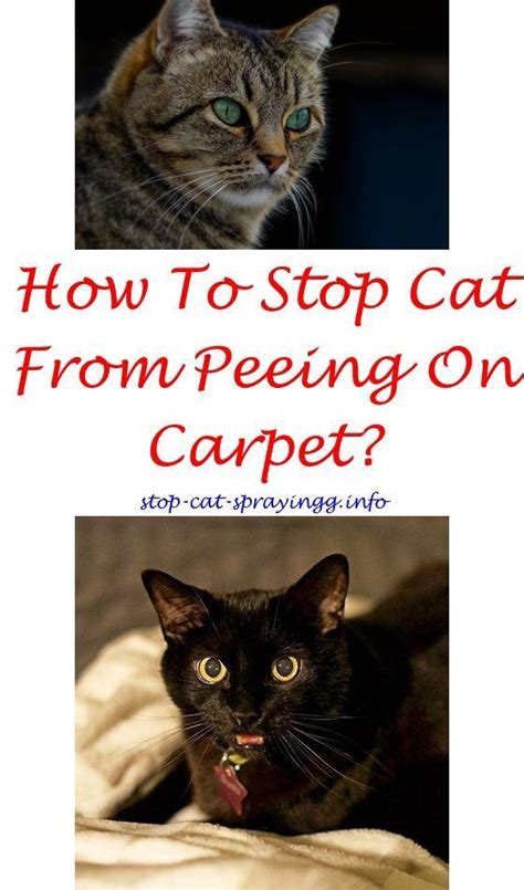 How To Stop A Cat From Marking Territory In The House