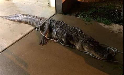 10 Foot Alligator Euthanized In Tuscaloosa