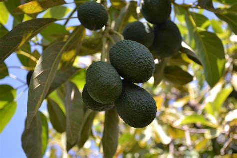 It is surely worth a try to plant your own avocado tree. A cultura do abacateiro no Algarve e a sua floração ...