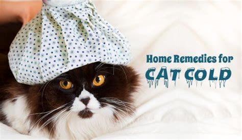 Home Remedies For Cat Colds Discountpetcare