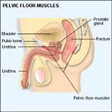 Photos of Why Are Pelvic Floor Exercises Important
