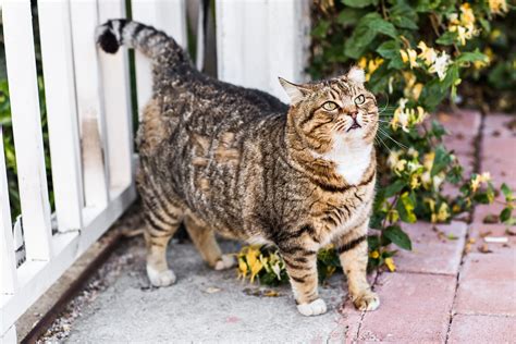 Cat foods are made for different life stages (kitten, adult), for cats with health issues, for cats that are more active or sedentary, for indoor cats if your cat has certain health problems you might be better off using a prescription formula cat food. Best Cat Food For Overweight Cats 2021
